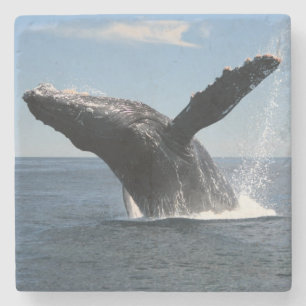 Posavasos De Piedra Violación adulta de la ballena jorobada