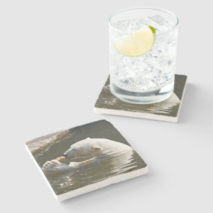 Posavasos De Piedra Vista de oso polar comiendo fruta