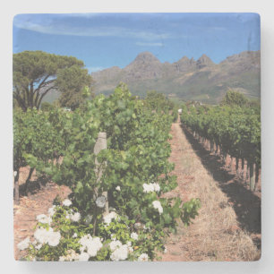 Posavasos De Piedra Vista de viñedos. Stellenbosch