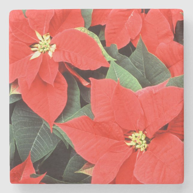 Posavasos De Piedra Vivid Red Navidades Poinsettias (Anverso)