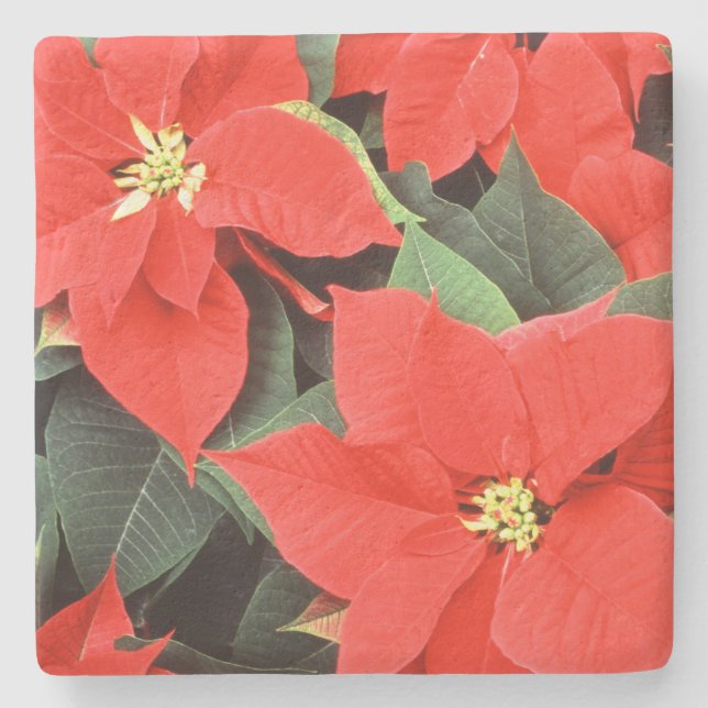 Posavasos De Piedra Vivid Red Navidades Poinsettias (Anverso)