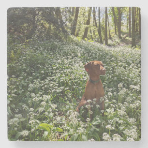 Posavasos De Piedra Vizsla Coaster