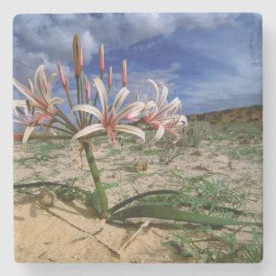 Posavasos De Piedra Vlei Lily (Nerine Laticoma) en flor
