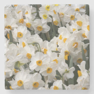 Posavasos De Piedra WA, Valle de Skagit, patrón de narcisos