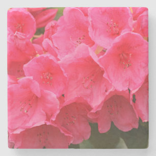 Posavasos De Piedra Washington, Seattle, Puget Sound, Discovery Park