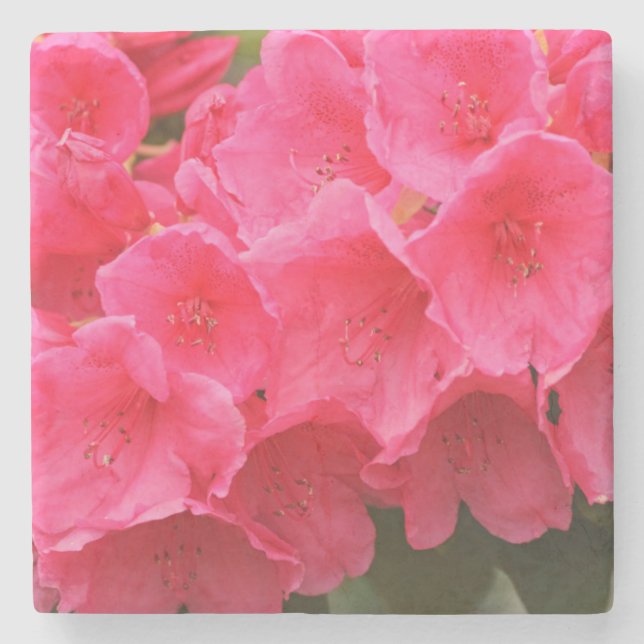 Posavasos De Piedra Washington, Seattle, Puget Sound, Discovery Park (Anverso)