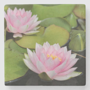 Posavasos De Piedra Water Lillies