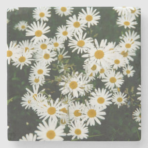 Posavasos De Piedra White Oxeye Daisy Meadow