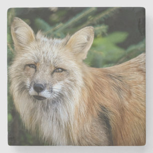 Posavasos De Piedra Wild Fox