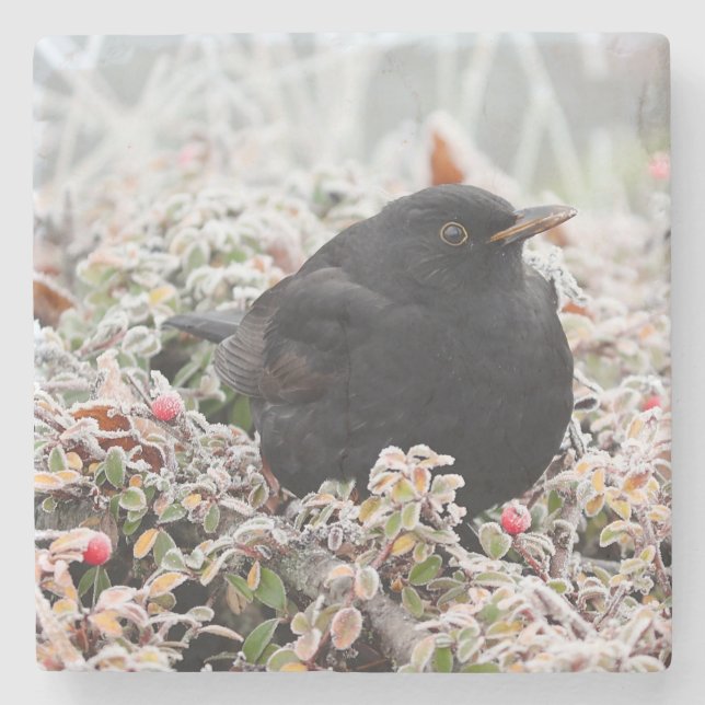 Posavasos De Piedra Winter Blackbird (Anverso)