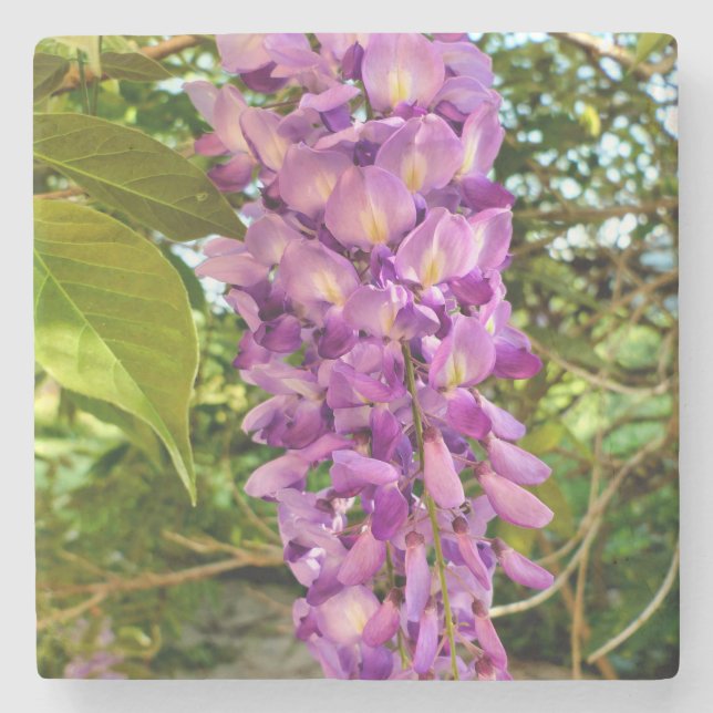 Posavasos De Piedra Wisteria Bloom (Anverso)