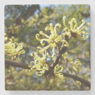 Posavasos De Piedra Witch Hazel Flowers