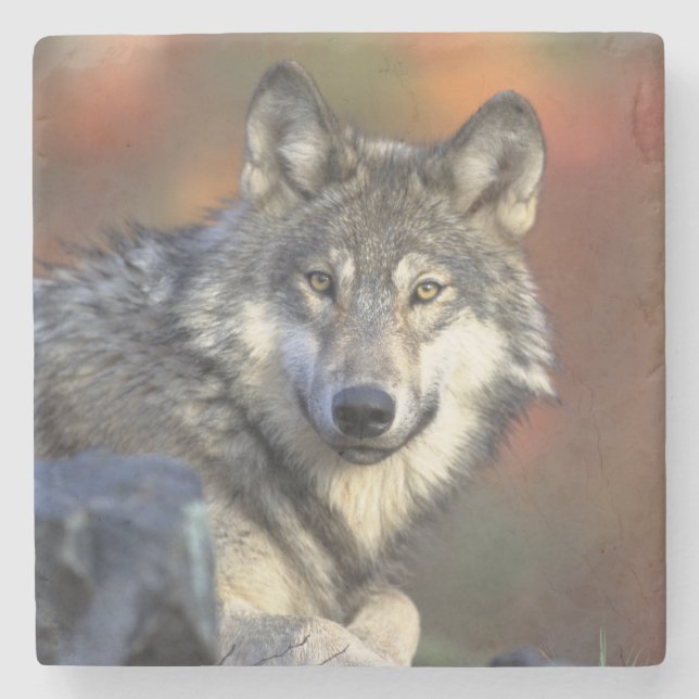 Posavasos De Piedra Wolf Stone Coaster (Anverso)