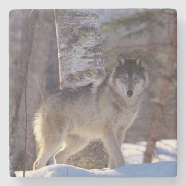 Posavasos De Piedra Wolf Stone Coaster (Anverso)