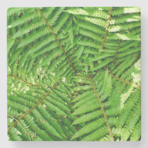 Posavasos De Piedra Woodland Ferns