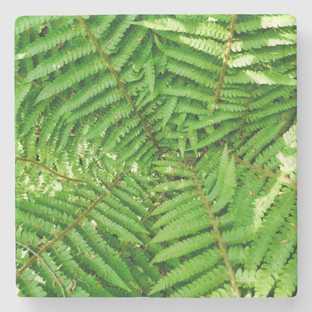 Posavasos De Piedra Woodland Ferns (Anverso)