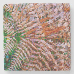 Posavasos De Piedra Woodland Ferns