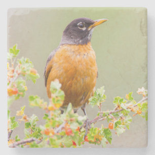 Posavasos De Piedra Wyoming, Condado de Sublette, Un Robin Americano