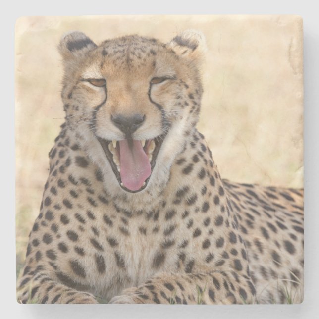 Posavasos De Piedra Yawning Cheetah (Anverso)
