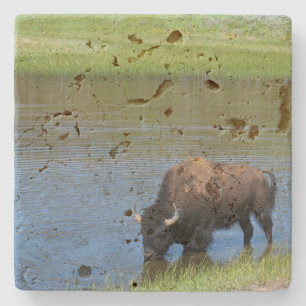 Posavasos De Piedra Yellowstone American Bison in Pond