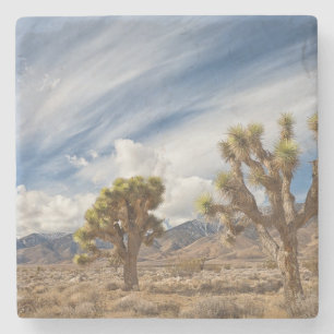 Posavasos De Piedra Yucas en desierto