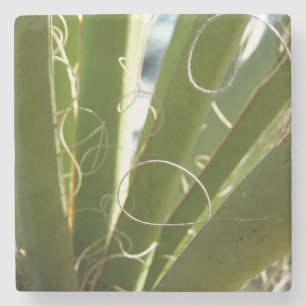 Posavasos De Piedra Yucca deja fotografía verde de la naturaleza