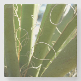 Posavasos De Piedra Yucca deja fotografía verde de la naturaleza
