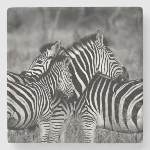 Posavasos De Piedra Zebras
