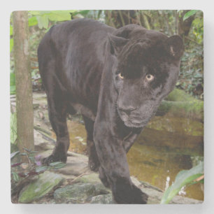 Posavasos De Piedra Zoológico de la ciudad de Belice. Pantera negra