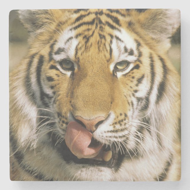 Posavasos De Piedra Zoológico de Tiger Michigan (Anverso)