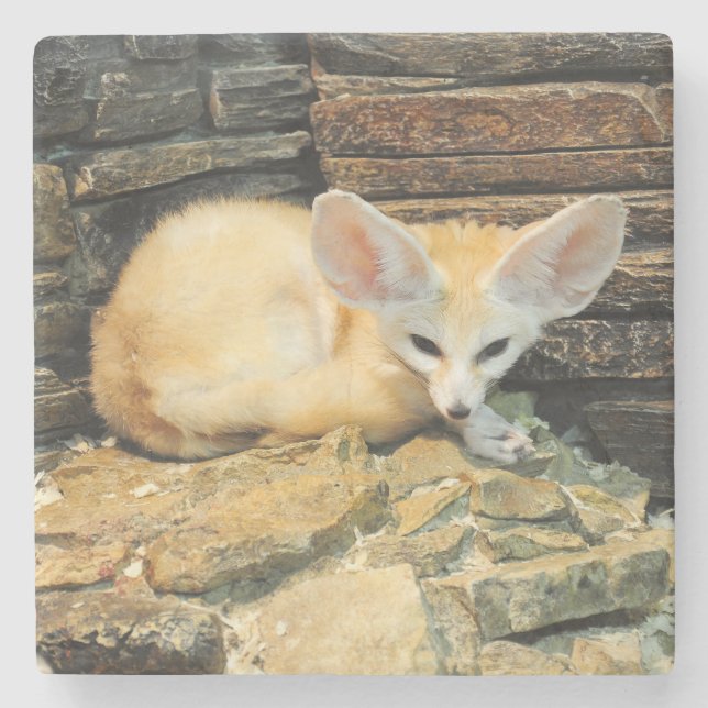 Posavasos De Piedra Zorro lindo del fennec (Anverso)