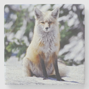 Posavasos De Piedra Zorro rojo sentado en un banco de nieve, Vulpes, M