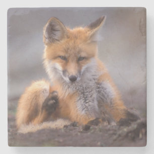 Posavasos De Piedra zorro rojo, Vulpes vulpes, cachorro rascándose,