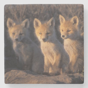 Posavasos De Piedra zorro rojo, Vulpes vulpes, crías