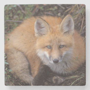 Posavasos De Piedra zorro rojo, Vulpes vulpes, en colores de otoño
