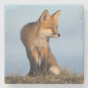 Posavasos De Piedra zorro rojo, vulpes vulpes vulpes