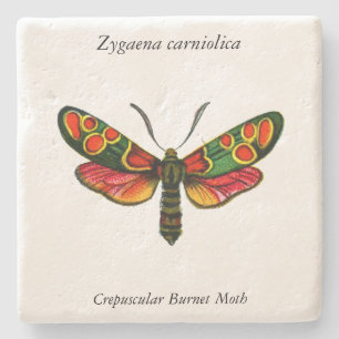 Posavasos De Piedra Zygaena carniolica - La malla de burnet crepuscula