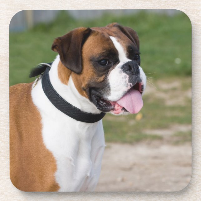 Posavasos de plástico duro con foto de perro Boxer (Frente)