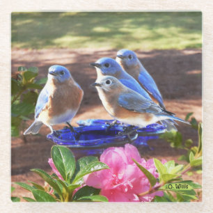 Posavasos De Vidrio 050 de los Bluebirds práctico de costa del vidrio