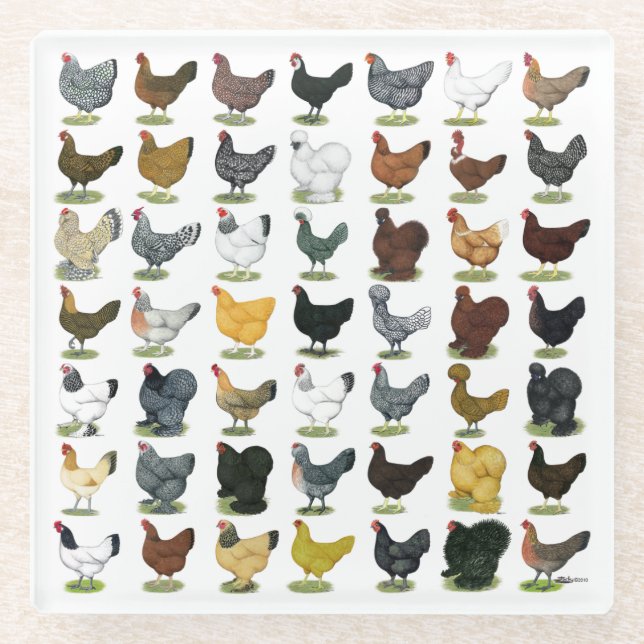 Posavasos De Vidrio 49 gallinas del pollo (Anverso)