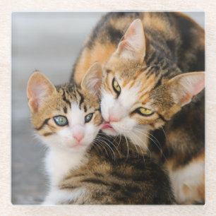 Posavasos De Vidrio A mi gato madre le encanta la foto de un gatito li