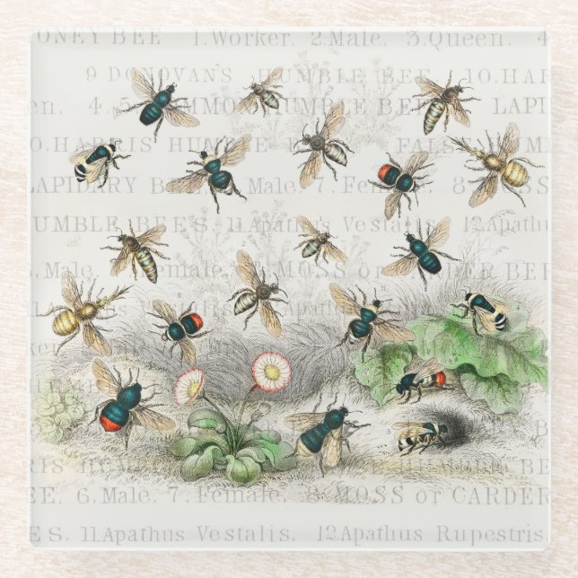 Posavasos De Vidrio Abeja Miel Trabajador Reina Abejas Antigüo (Anverso)