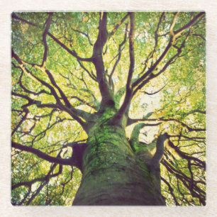 Posavasos De Vidrio Abrazo del árbol