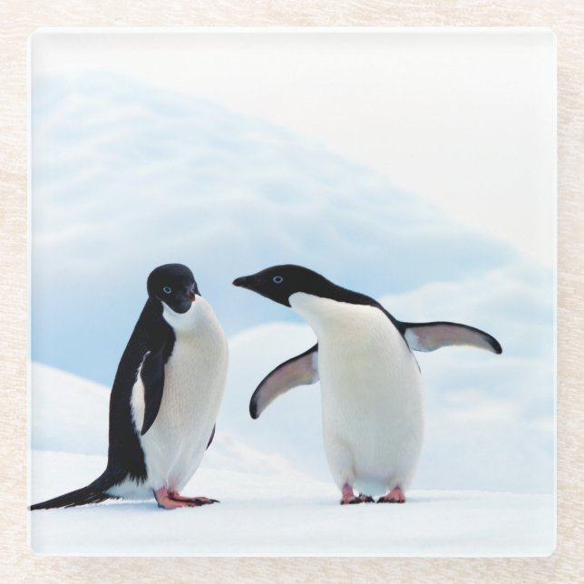 Posavasos De Vidrio Adelie Penguins (Anverso)