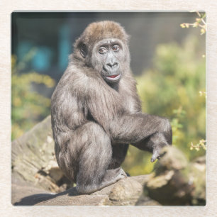 Posavasos De Vidrio Adorable cachorro de Orangután, solo chillando