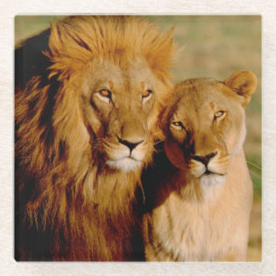 Posavasos De Vidrio África, Namibia, Okonjima. León y leona