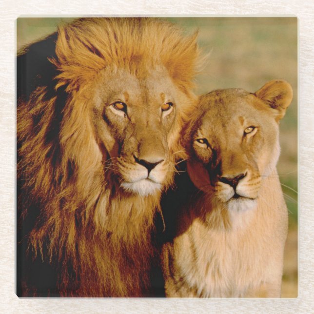 Posavasos De Vidrio África, Namibia, Okonjima. León y leona (Anverso)