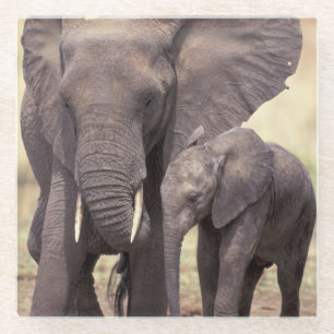 Posavasos De Vidrio África, Tanzania, parque nacional de Tarangire