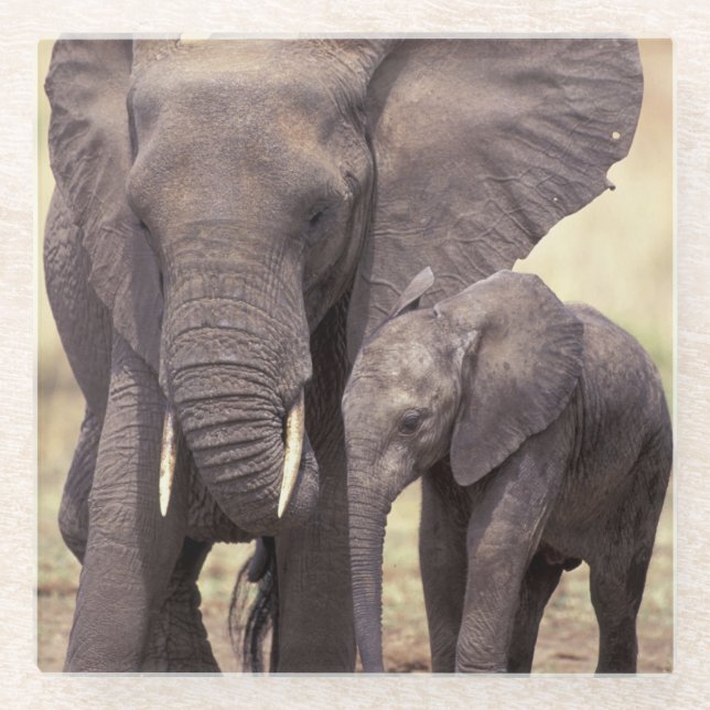 Posavasos De Vidrio África, Tanzania, parque nacional de Tarangire (Anverso)