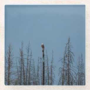 Posavasos De Vidrio Águila calva americana 8974